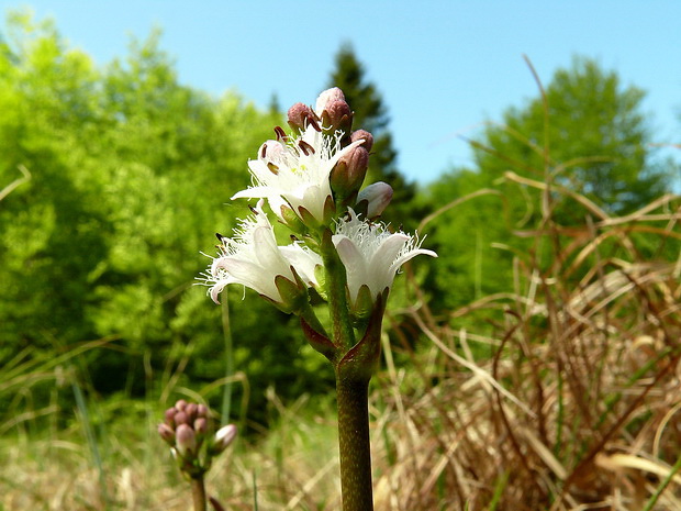 vachta trojlistá Menyanthes trifoliata L.