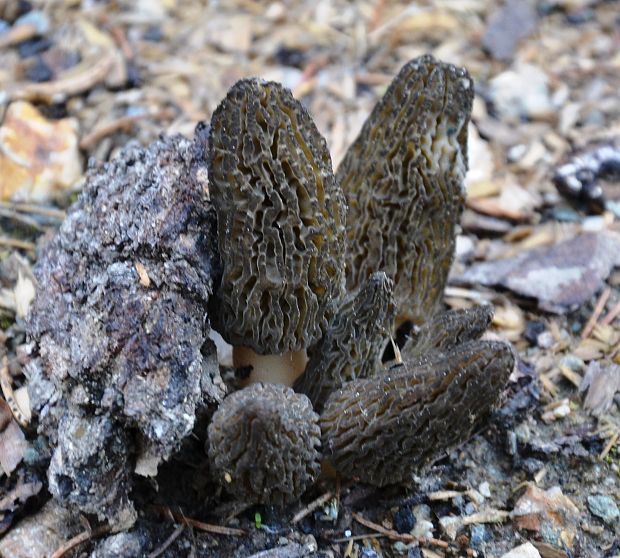 smrčok kužeľovitý Morchella conica Pers.