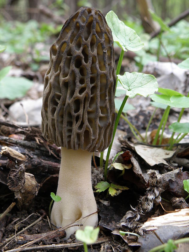 smrčok vysoký Morchella elata Fr.