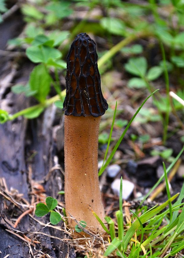 smrčok vysoký Morchella elata Fr.