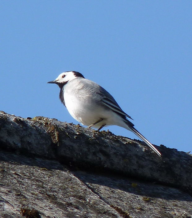 trasochvost biely Motacilla alba