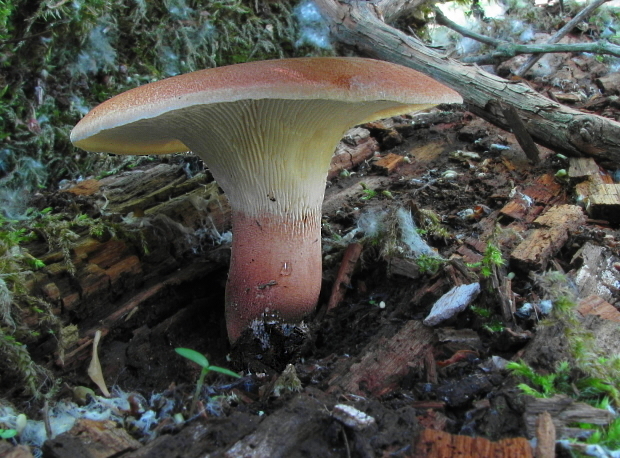 húževnatec pohárovitý Neolentinus schaefferi Redhead & Ginns