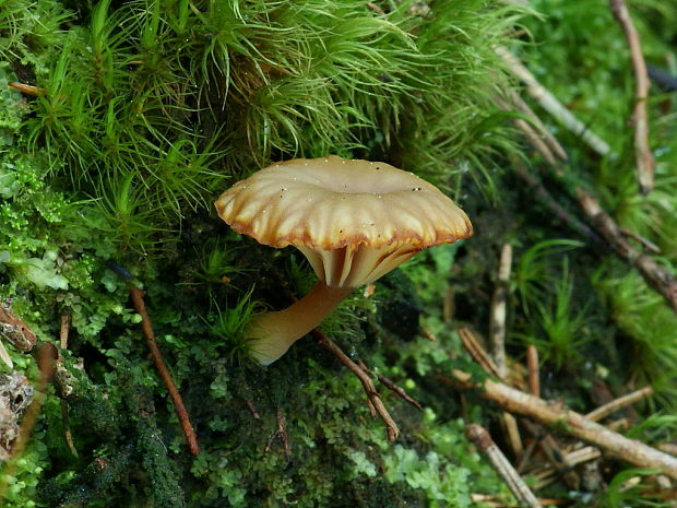 kalichovka Omphalina sp.