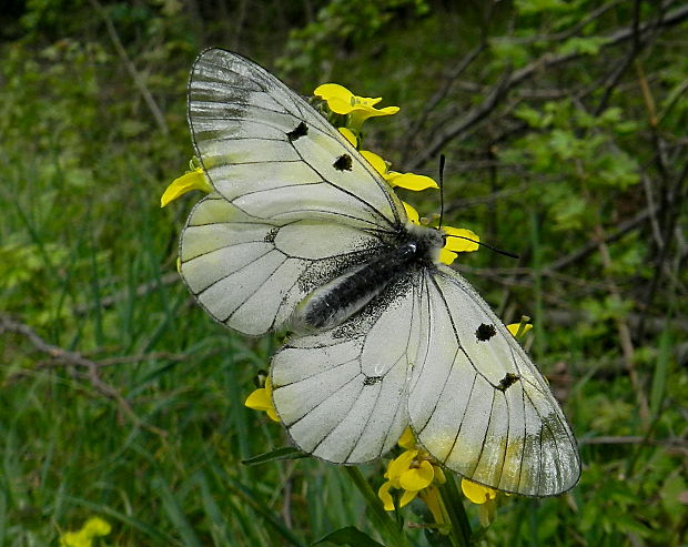 jasoň chochlačkový Parnassius mnemosyne Linnaeus, 1758