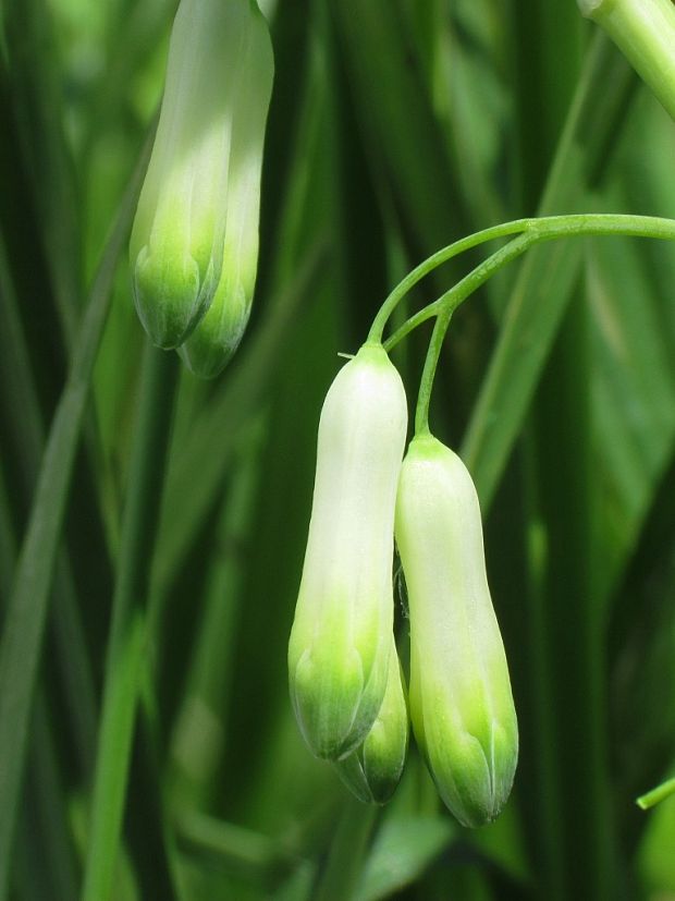 kokorík mnohokvetý Polygonatum multiflorum (L.) All.