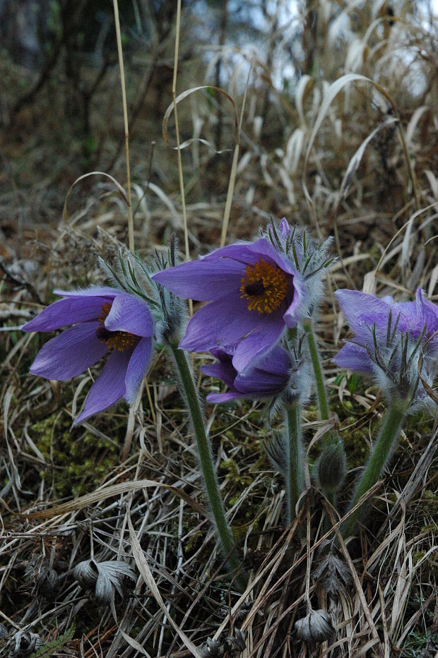 poniklec slovenský Pulsatilla slavica Reuss