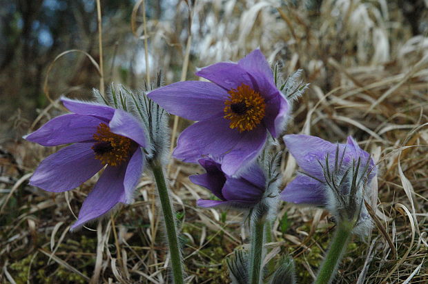 poniklec slovenský Pulsatilla slavica Reuss