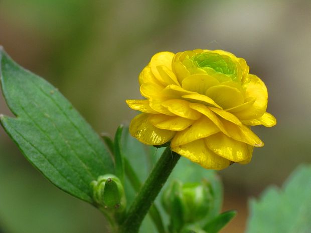 iskerník plazivý Ranunculus repens var. pleniflorus L.