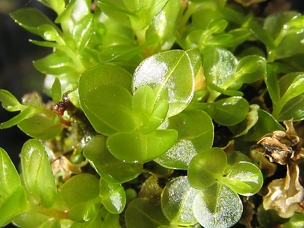 merík bodkovaný/měřík tečkovaný Rhizomnium punctatum (Hedw.) T. J. Kop.