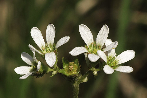 lomikameň cibuľkatý Saxifraga bulbifera L.