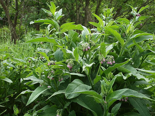 kostihoj lekársky Symphytum officinale L.