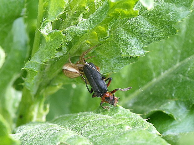 pavúk Xysticus sp.