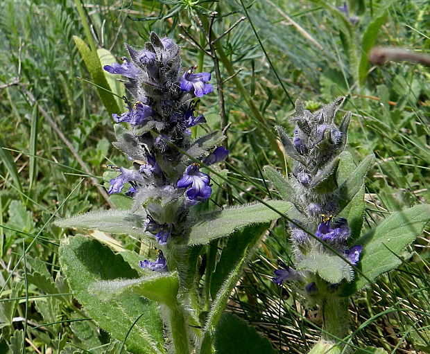 zbehovec plazivý  Ajuga reptans