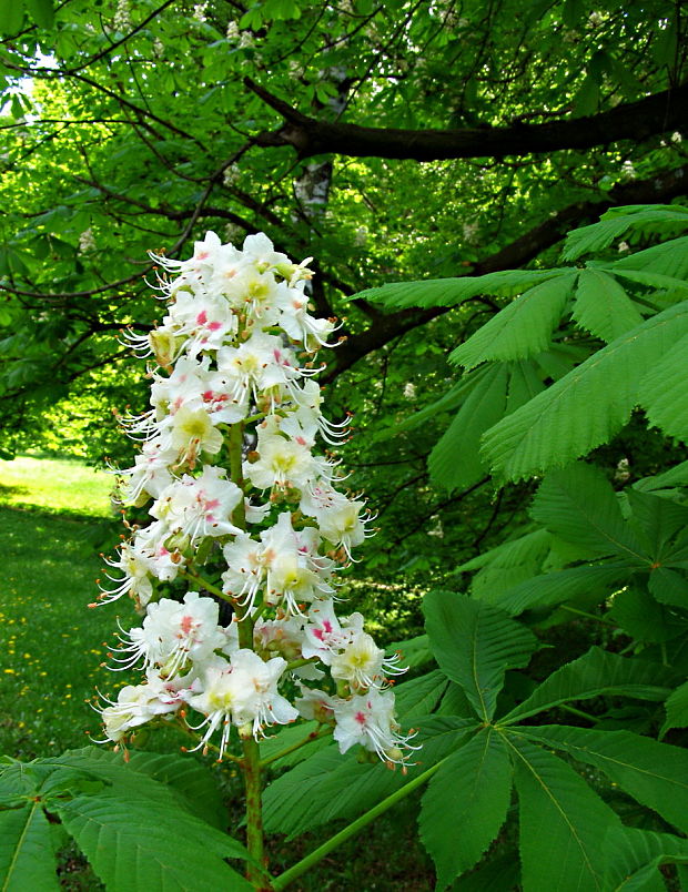 pagaštan konský Aesculus hippocastanum L.