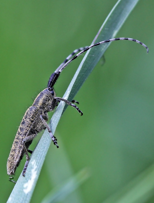 vrzúnik úzkoštíty Agapanthia Villosoviridescens