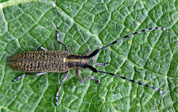 vrzúnik úzkoštíty Agapanthia villosoviridescens