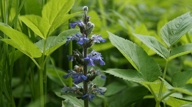 zbehovec plazivý Ajuga reptans L.