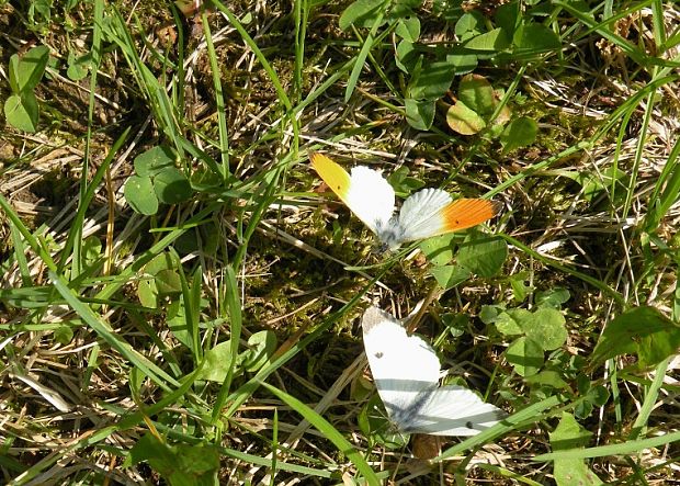 mlynáriky Anthocharis cardamines