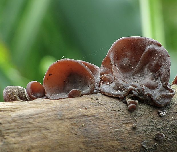 uchovec bazový-boltcovitka ucho Jidášovo Auricularia auricula-judae (Bull.) Quél.