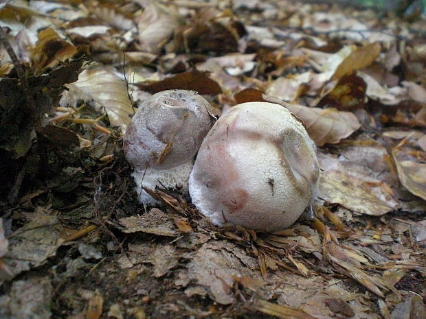 hríb sosnový Boletus pinophilus Pil. et Dermek in Pil.