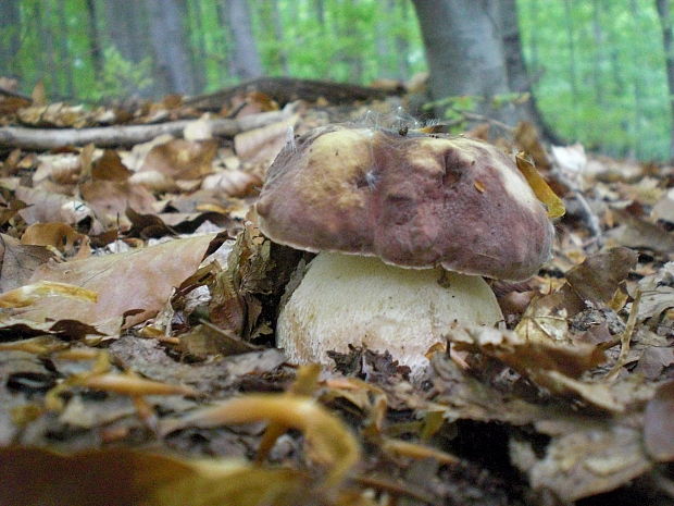 hríb sosnový Boletus pinophilus Pil. et Dermek in Pil.