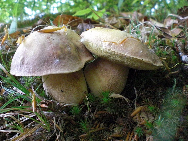 hríb sosnový Boletus pinophilus Pil. et Dermek in Pil.