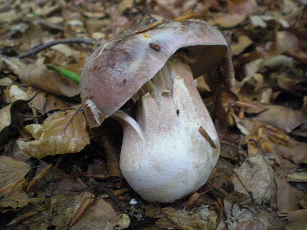 hríb sosnový Boletus pinophilus Pil. et Dermek in Pil.