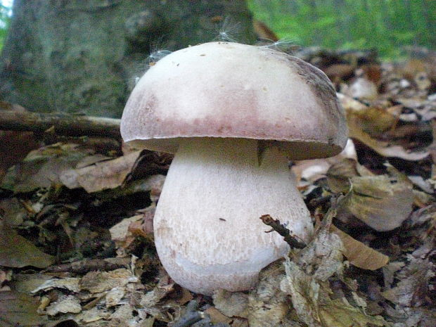 hríb sosnový Boletus pinophilus Pil. et Dermek in Pil.