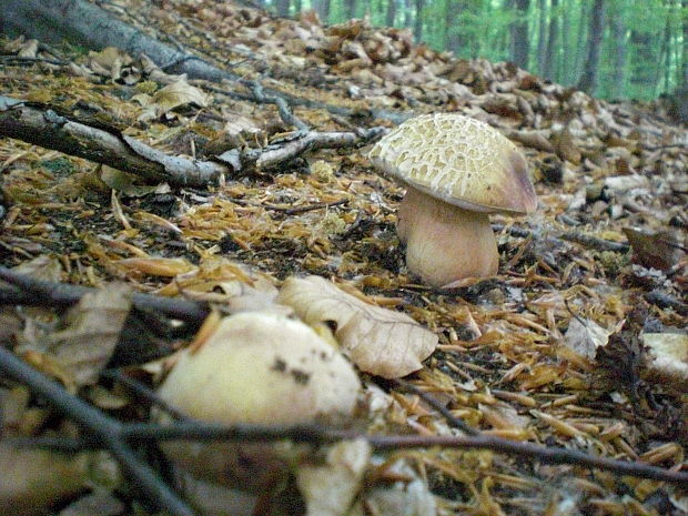 hríb sosnový Boletus pinophilus Pil. et Dermek in Pil.