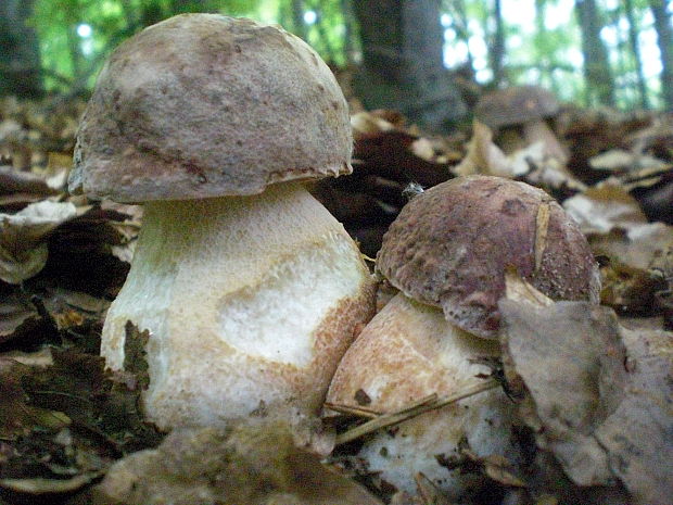 hríb sosnový Boletus pinophilus Pil. et Dermek in Pil.