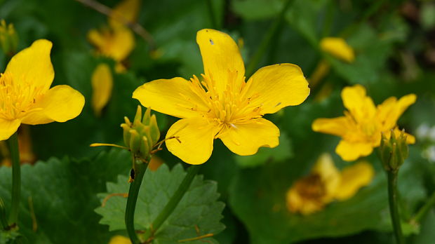 záružlie močiarne Caltha palustris L.