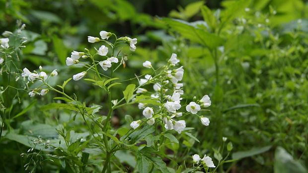 žerušnica horká Cardamine amara L.