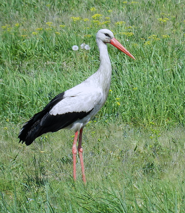 bocian biely Ciconi ciconia