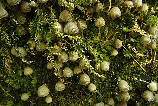 hnojník rozsiaty Coprinellus disseminatus (Pers.) J.E. Lange