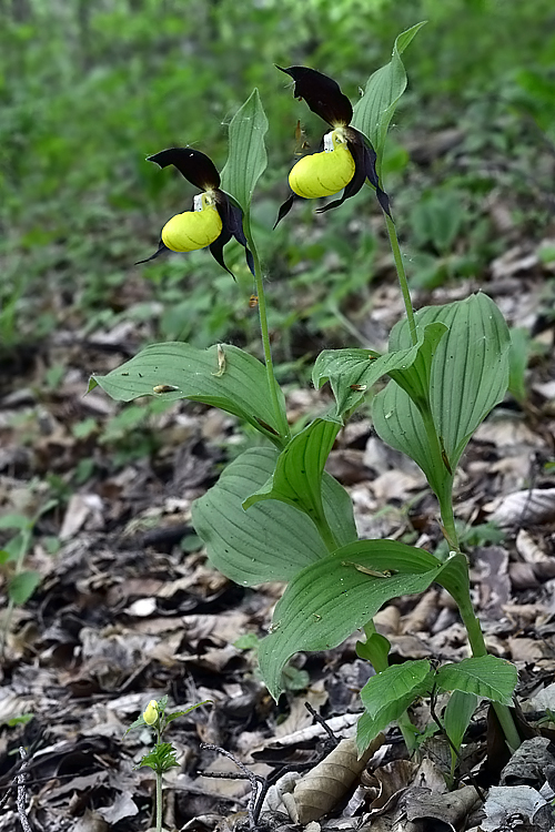 črievičník papučkový Cypripedium calceolus L.