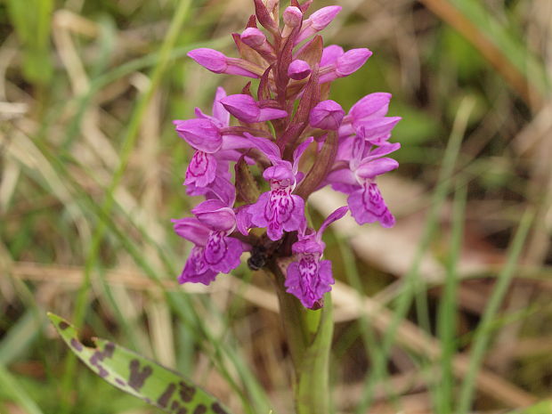 vstavačovec májový pravý Dactylorhiza majalis subsp. majalis (Reincherb.) Hunt & Summerh.