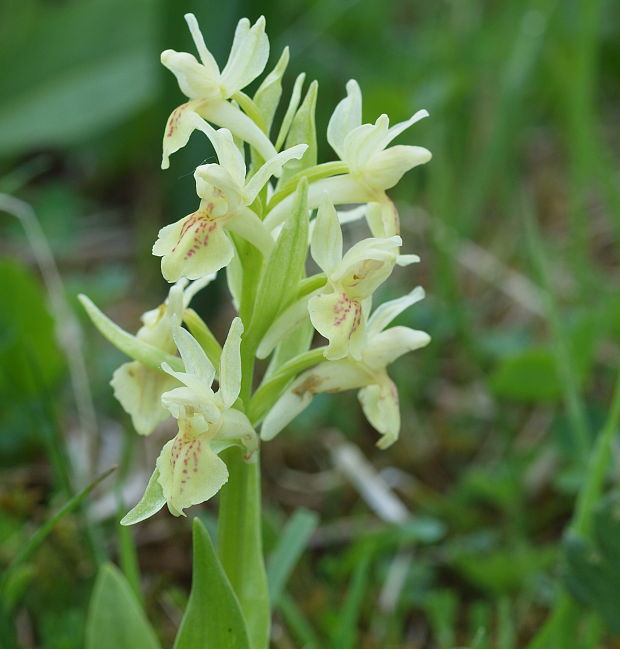 vstavačovec bazový Dactylorhiza sambucina (L.) Soó