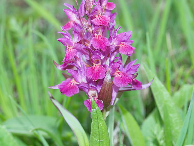 vstavačovec bazový Dactylorhiza sambucina (L.) Soó