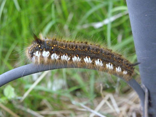 priadkovec trávový Euthrix potatoria