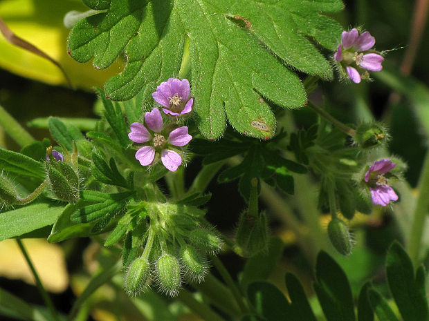 pakost nízky Geranium pusillum Burm. f.