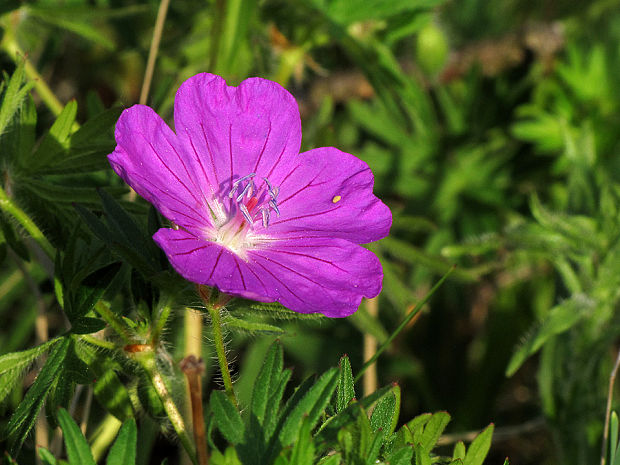 pakost krvavý Geranium sanguineum L.