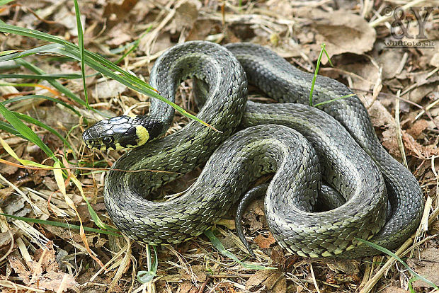 užovka obojková východná Natrix natrix persa