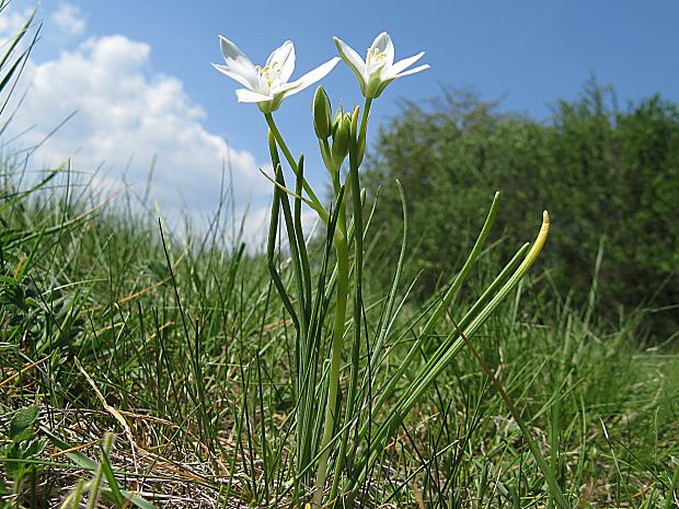 bledavka okolíkatá/snědek chocholičnatý Ornithogalum umbellatum L