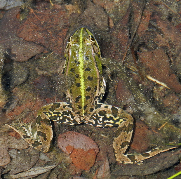 skokan zelený Pelophylax kl. Esculenta