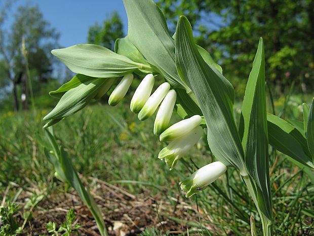 kokorík voňavý/kokořík vonný Polygonatum odoratum (Mill.) Druce