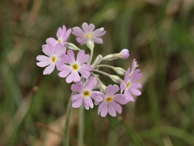 prvosienka pomúčená Primula farinosa L.