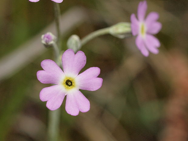 prvosienka pomúčená Primula farinosa L.