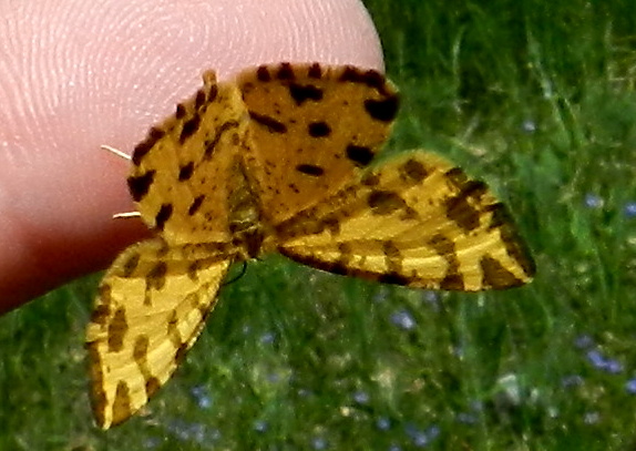 listnatka hluchavková Pseudopanthera macularia