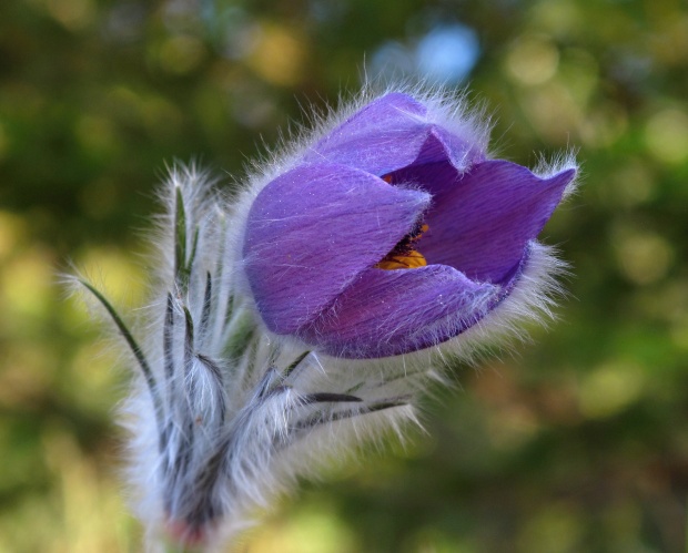 poniklec slovenský Pulsatilla slavica Reuss