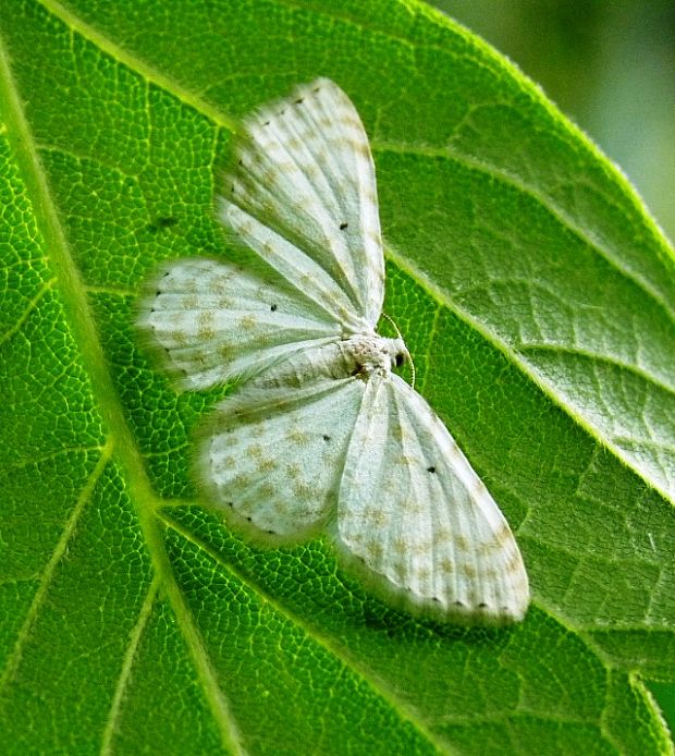 piadica bylinná Scopula immutata